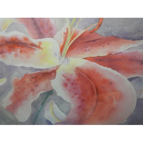 585 - A framed and glazed watercolour study of a lily flower signed Joanna Woods, COLLECT ONLY.