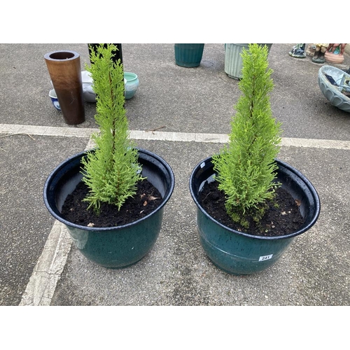 241 - A pair of planters with ornamental trees