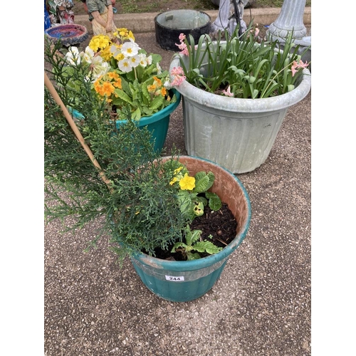 244 - 3 plant pots with plants / flowers