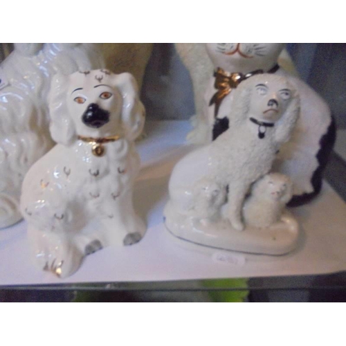 1256 - A pair of large Staffordshire poodles (1 a/f), 3 other Staffordshire dogs and a cat.