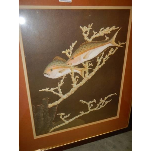 1607 - A pair of framed and glazed fish studies signed Roy Taylor, 1972. COLLECT ONLY.