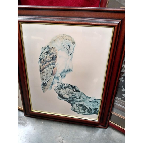 108 - 2 Fabulous framed & glazed photographs of owls & 1 other print.