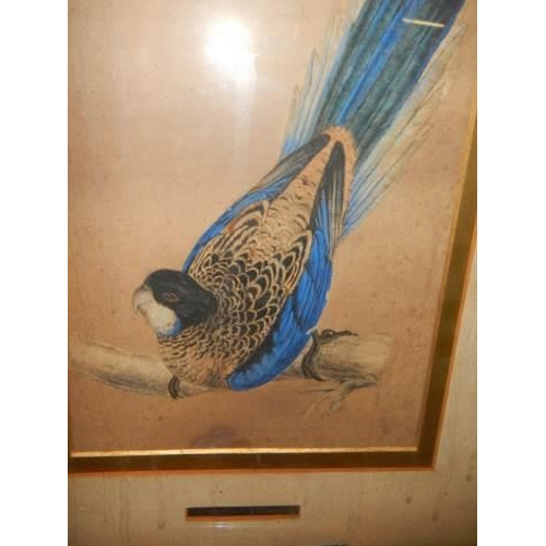 522 - An early 19th century engraving of a bird, COLLECT ONLY.