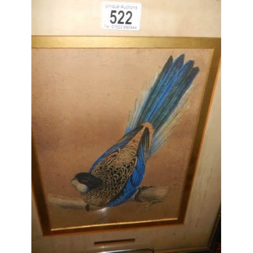 522 - An early 19th century engraving of a bird, COLLECT ONLY.