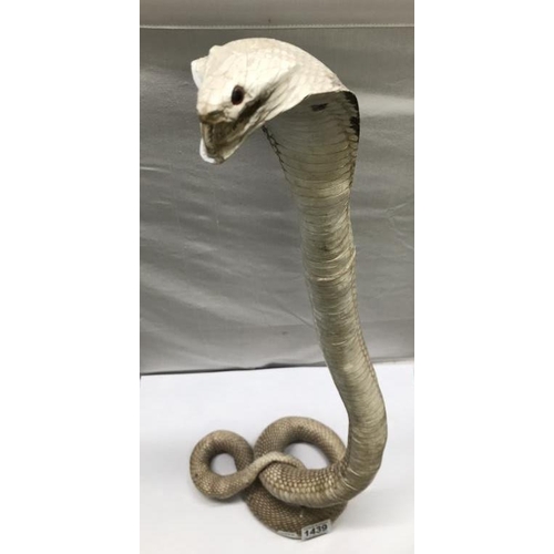 1439 - Taxidermy A rearing cobra (collect only)