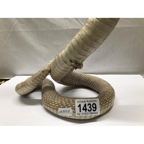 1439 - Taxidermy A rearing cobra (collect only)