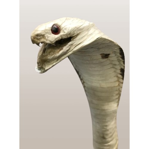 1439 - Taxidermy A rearing cobra (collect only)