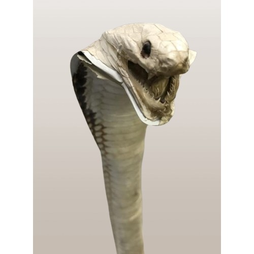 1439 - Taxidermy A rearing cobra (collect only)