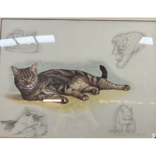 2615 - A framed & glazed picture of a cat (62cm x 53cm)