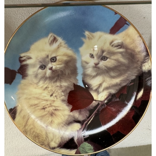 2629 - 9 Danbury Mint perfect portraits of Kittens / Cats collectors plates