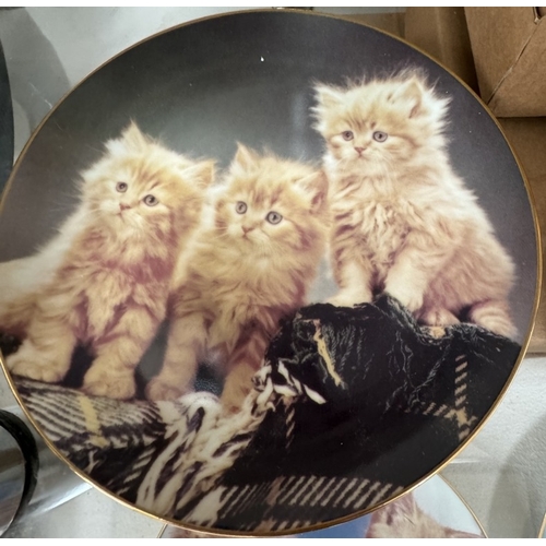 2629 - 9 Danbury Mint perfect portraits of Kittens / Cats collectors plates