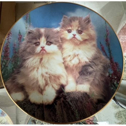 2629 - 9 Danbury Mint perfect portraits of Kittens / Cats collectors plates