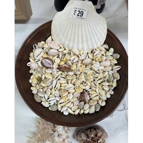 829 - A quantity of small shells, framed shells etc