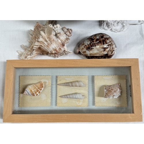 829 - A quantity of small shells, framed shells etc