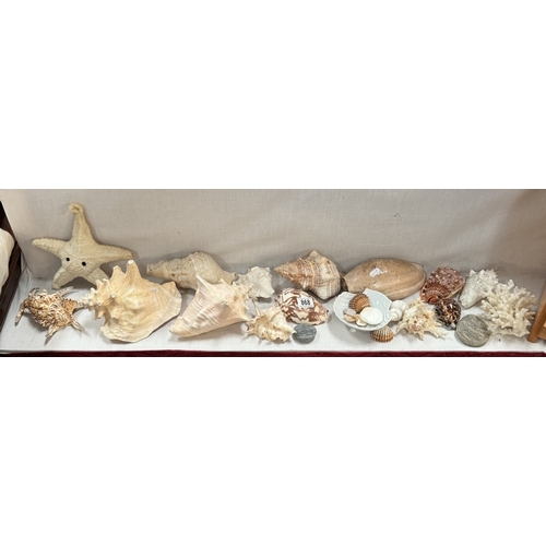 868 - A good selection of seashells