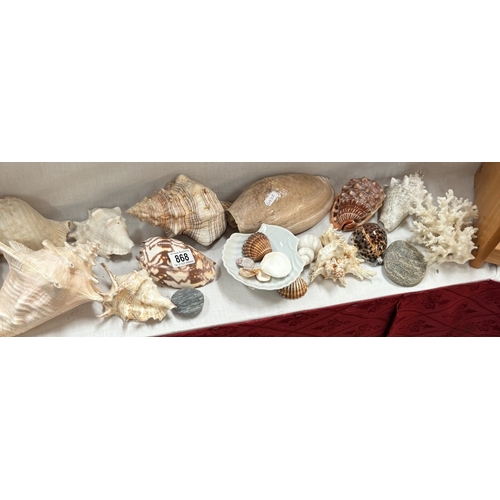 868 - A good selection of seashells