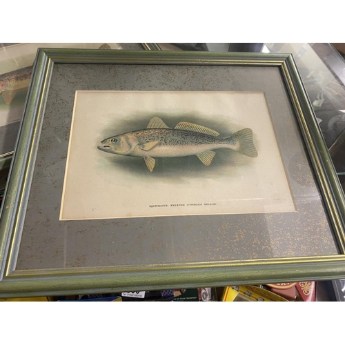 801 - 2 framed and glazed pictures of fish including Golden Trout