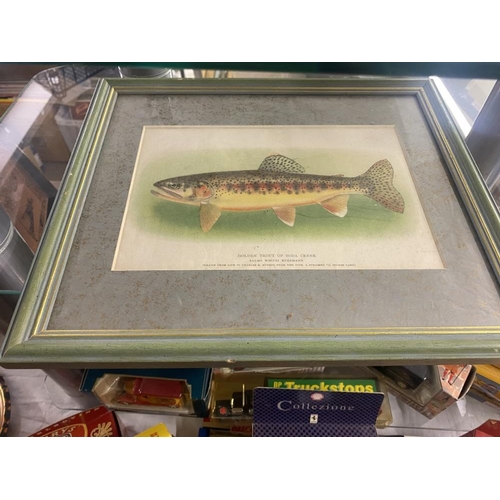 801 - 2 framed and glazed pictures of fish including Golden Trout