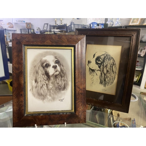 802 - 2 framed and glazed pictures of King Charles Spaniels by Pamela Cunningham and T. Morgan