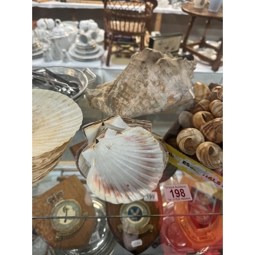 198 - A quantity of scallop shells, snail shells, a large shell and 2 escargots dishes