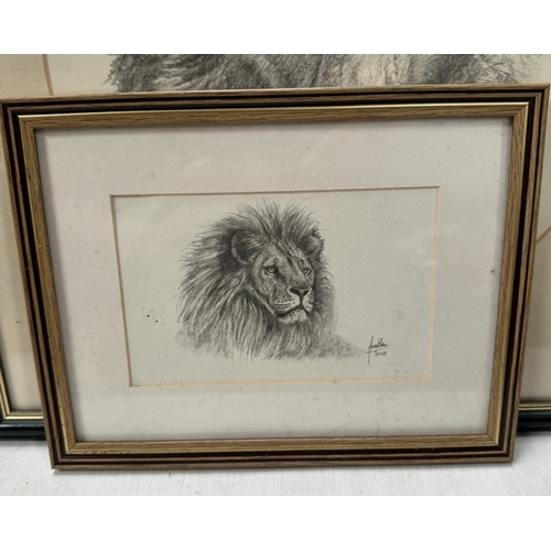 239 - Five framed & glazed Jonathan Truss original drawings of Lions & Tiger & 2 tiger prints