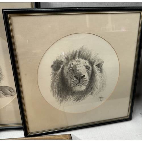 239 - Five framed & glazed Jonathan Truss original drawings of Lions & Tiger & 2 tiger prints