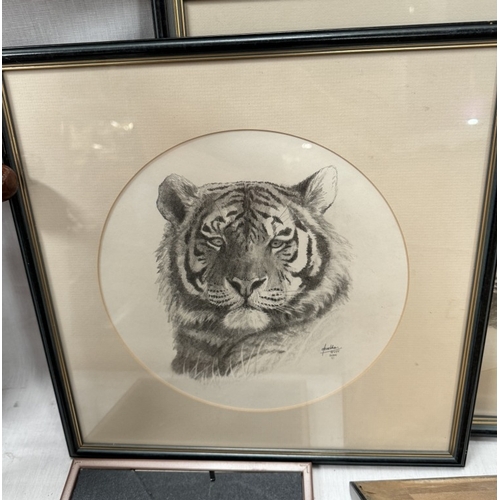 239 - Five framed & glazed Jonathan Truss original drawings of Lions & Tiger & 2 tiger prints