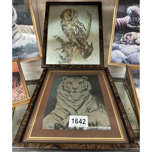 1642 - A good selection of tiger themed pictures