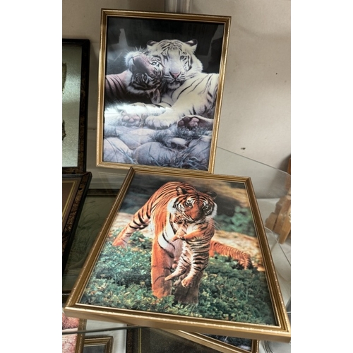 1642 - A good selection of tiger themed pictures