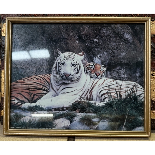 1642 - A good selection of tiger themed pictures