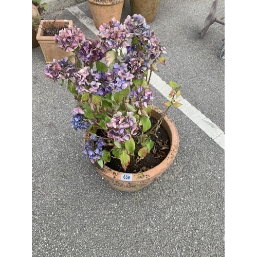 659 - A circular terracotta pot with hydrangea