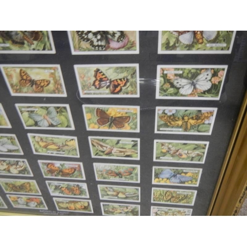 913 - A framed and glazed set of butterfly cards. COLLECT ONLY.