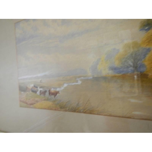 915 - An early 20th century framed and glazed watercolour featuring cows in a meadow, COLLECT ONLY.