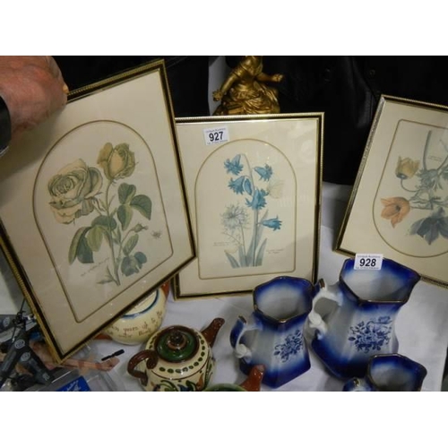 927 - A set of three framed and glazed botanical prints, COLLECT ONLY.