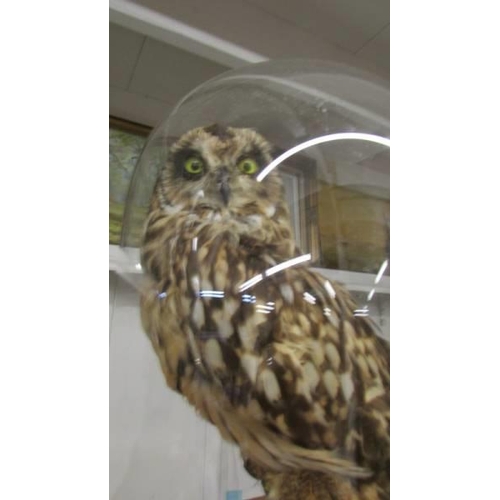 1123 - Taxidermy - an owl under a glass dome, COLLECT ONLY.