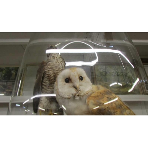 1124 - Taxidermy - a barn owl and a bird of prey under a glass dome, COLLECT ONLY.