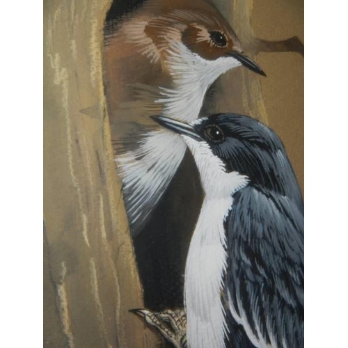 511 - A framed and glazed watercolour of pied flycatchers signed Crank, COLLECT ONLY.