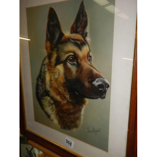 568 - A good framed and glazed watercolour painting of a German Shepherd signed Brian Hupfield, COLLECT ON... 