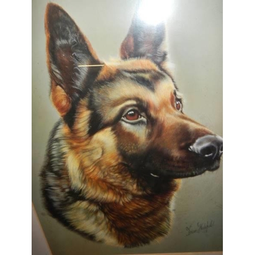 568 - A good framed and glazed watercolour painting of a German Shepherd signed Brian Hupfield, COLLECT ON... 