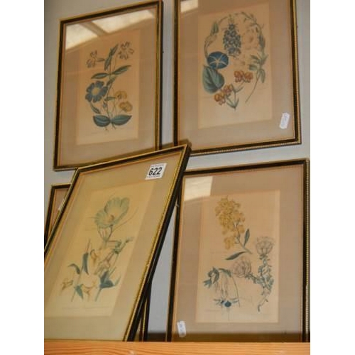 622 - Five good framed and glazed botanical prints, COLLECT ONLY.