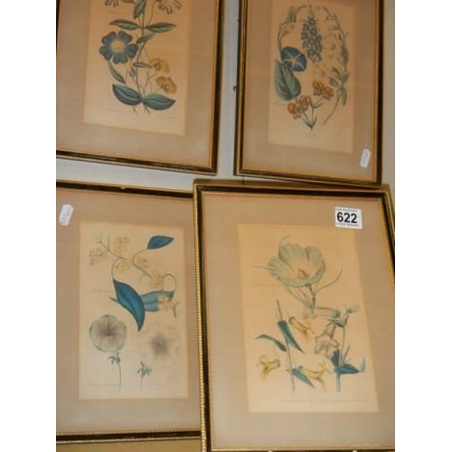 622 - Five good framed and glazed botanical prints, COLLECT ONLY.