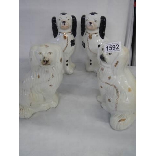 1592 - Two pairs of mid 20th century Staffordshire spaniels.