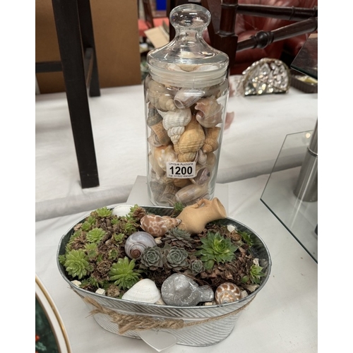 1200 - A cactus plant and a jar full of shells