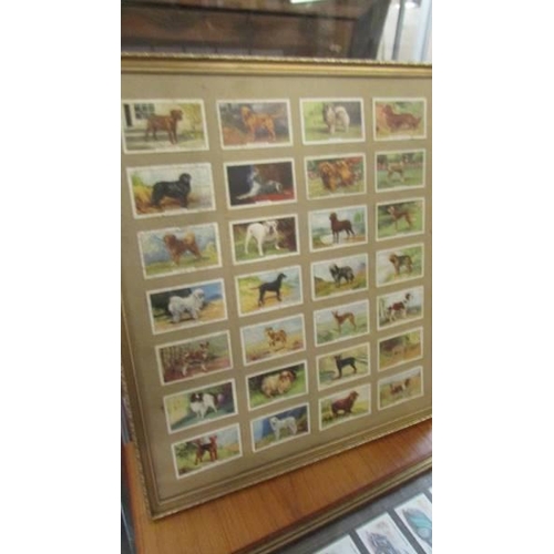 596 - Three sets of framed cigarette cards (Dogs missing glass), COLLECT ONLY.