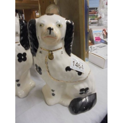 1464 - A pair of Staffordshire spaniels.