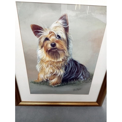 1666 - A large gilt framed print of a Yorkshire Terrier COLLECT ONLY