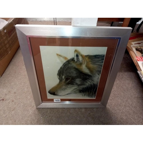 1950 - A framed & glazed picture of a wolf COLLECT ONLY