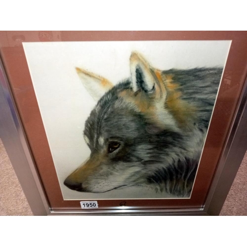 1950 - A framed & glazed picture of a wolf COLLECT ONLY