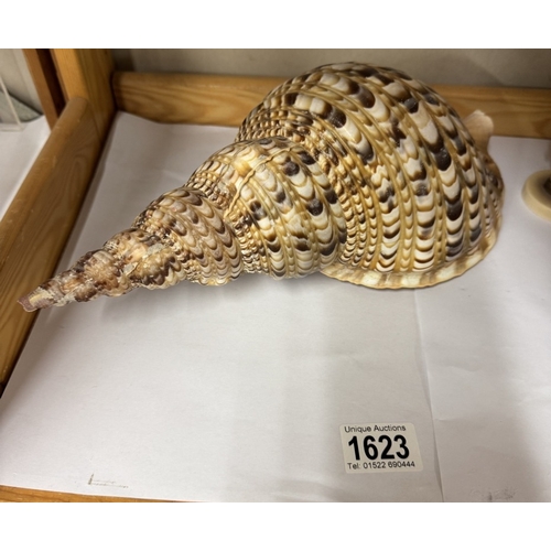 1623 - A large shell