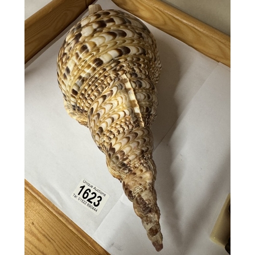 1623 - A large shell